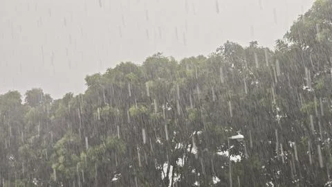 Rain Pouring Down on Lush Greenery Stock Photos