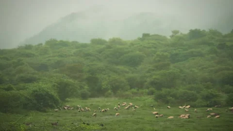 Rain pouring down the valley where a herd of sheep feeding on grass Stock Footage 227388082