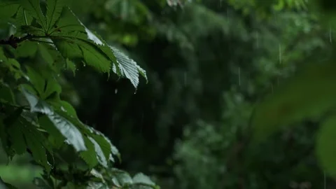 Rain pouring in a forest, raindrops dripping on tree leaves, promoting stylish a Stock Footage 277643164