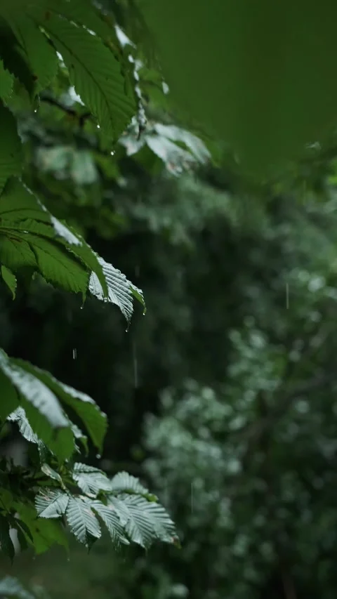 Rain pouring in a forest, raindrops dripping on tree leaves, promoting stylish a Stock Footage 277643167
