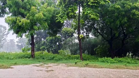 Rain Pouring Over Green Rural Woodland Trees Stock Footage 345940010