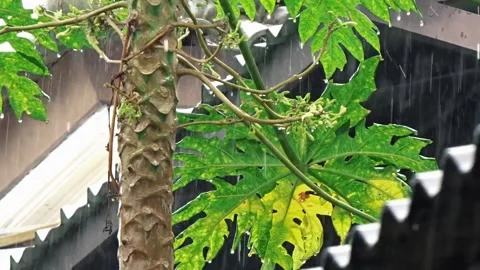 Rain pouring on papaya trees Stock Footage 304081890