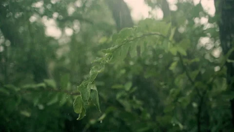 Rain Pours on a Branch in a Forest Area Stock Footage 158068539
