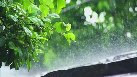 The rain pours down on the green leaves of the tree and on the roof of the Stock Footage 264142174