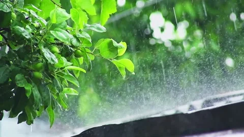 The rain pours down on the green leaves of the tree and on the roof of the Stock Footage 310534198
