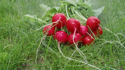 Rain pours down on radishes lying on grass Video stock 219724953