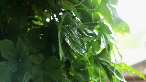 Rain pours on grape leaves, close up Stock Footage 146775623
