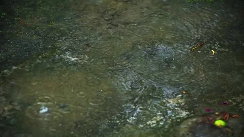 The rain pours into the mud and puddles on the ground. Video stock 310534110