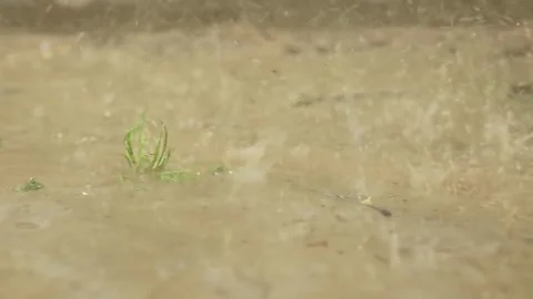 The rain pours into the mud and puddles on the ground. Stock Footage 341390062