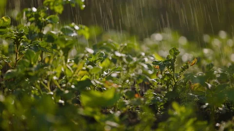 Rain pours potato bushes, drops flow, on green leaves, at sunset Stock Footage 196802433