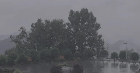 Rain pours on tree Stock Footage 141409976