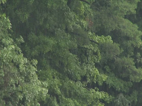 Rain Prestorm Vegetation Green Foliage Stormy 動画素材 7765011