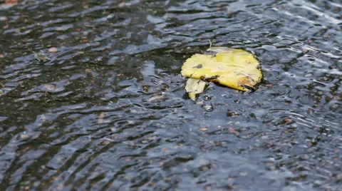 Rain Puddle with Autumn Yellow Leaf HD Stock Footage 32578564