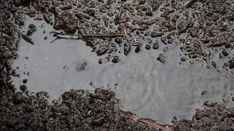 Rain puddle on dark dirt 動画素材 79329467