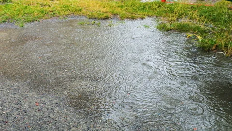Rain puddle during rain. Circles on the water from falling raindrops. Stock Footage 313371622