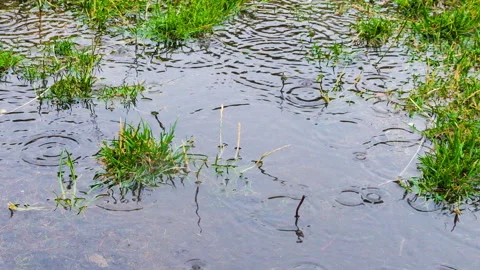 Rain puddle during rain. Circles on the water from falling raindrops.	 库存影片 313906659