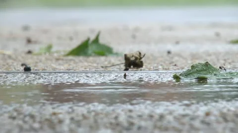 Rain puddle Stock Footage 11800514