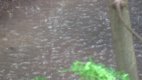 Rain Puddle 動画素材 100055664