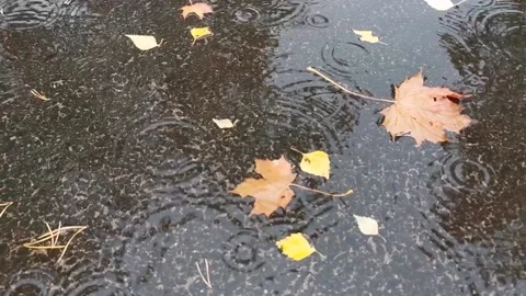 Rain in puddle Stock Footage 140382461