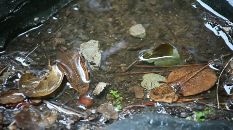 Rain puddle with leaves Stock Footage 590583