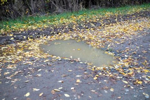 Rain puddle in the mud with lots of autumn foliage Stock Photos