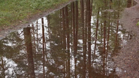 Rain puddle reflecting pine trees along forest path in quiet woodland landscape Stock Footage 344770921