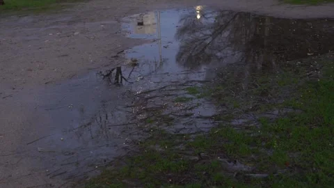 Rain puddle reflecting trees in urban park Stock Footage 328516411