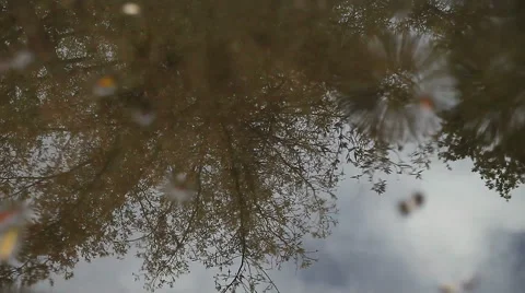 Rain puddle reflects tree Stock Footage 44791233