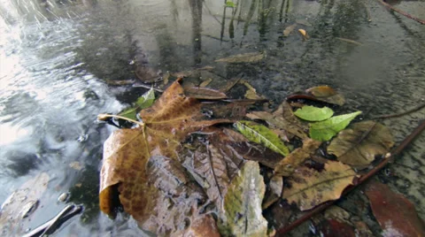 Rain puddles and leaves 스톡 동영상 35725072