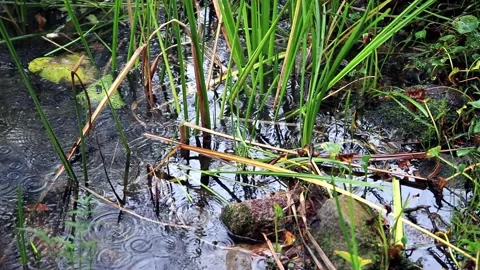 Rain in puddles Stock Footage 149760453
