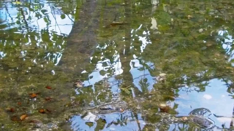 Rain puddles on a pavement in the city Stock Footage 75650144
