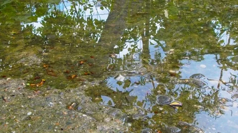 Rain puddles on a pavement in the city Stock Footage 75651068