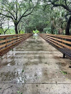 Rain puddles on a tree covered path Stock Photos