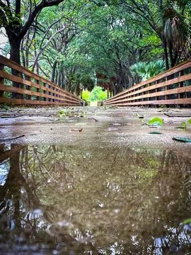 Rain puddles on a tree covered path Stock Photos