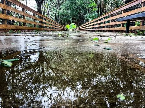 Rain puddles on a tree covered path Stock Photos