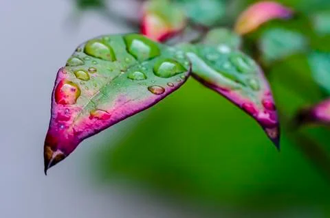 Rain on purple Stock Photos