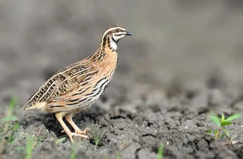 Rain quail Stock Photos