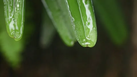 Rain rain drop on green leaf Stock Footage 252014308