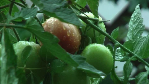 Rain. Rain drops dripping from the tomato. Video stock 95703918