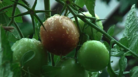 Rain. Rain drops dripping from the tomato. Vídeo Stock 95703933