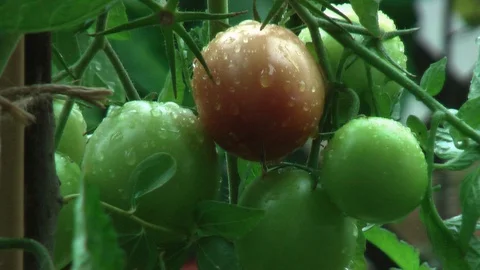 Rain. Rain drops dripping from the tomato. Vídeo Stock 95703973