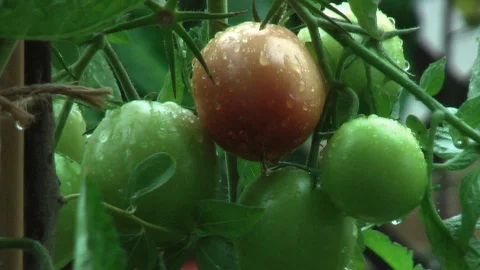 Rain. Rain drops dripping from the tomato. Vídeo Stock 95704150