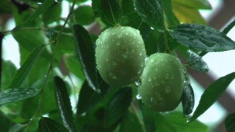 Rain. Raindrops flowing from a date. Vídeo Stock 95703949