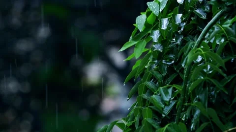 Rain-raindrops-leaves rain close-up Видео 258218883