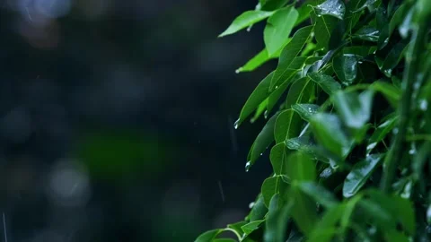Rain-raindrops-rain tree leaves close-up 스톡 동영상 258219098