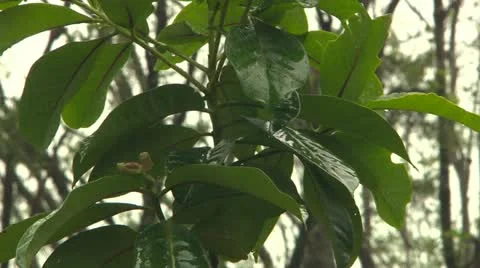 Rain In Rainforest Stock Footage 12474022