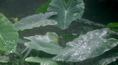 Rain in Rainforest Stock Footage 45162631