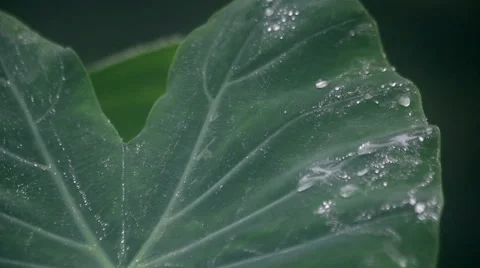 Rain in Rainforest Stock Footage 45162637