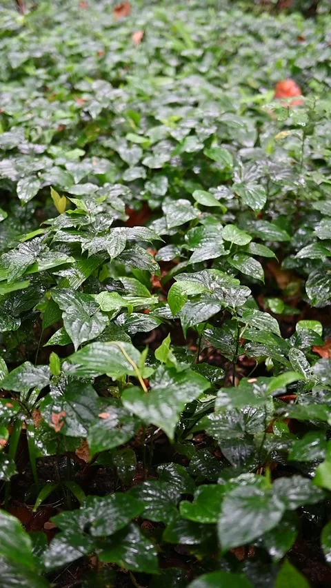 Rain in the Rainforest Stock Footage 257406362