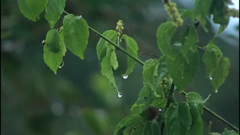 Rain In The Rainforest | Nature Footage | Loop Footage | Raining 스톡 동영상 151351792